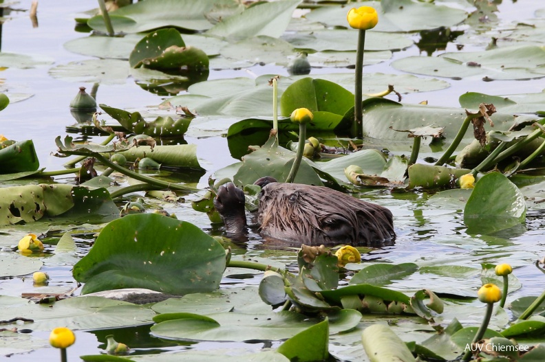 AktNatBeo-160629-hw-Biber1_frisst_Gelbe_Teichrose__Nuphar_lutea__HB_876A5742.jpg