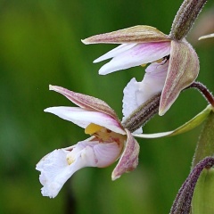 Echte Sumpfwurz (Epipactis palustris) - Orchidee