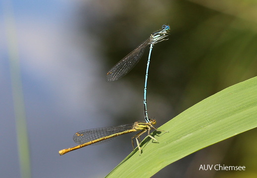 Blaue Federlibelle  ...