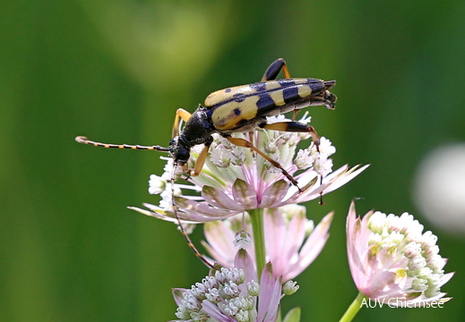 Gefleckter Schmalbock
