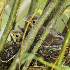 Singdrossel - Nest