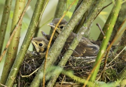 Singdrossel - Nest