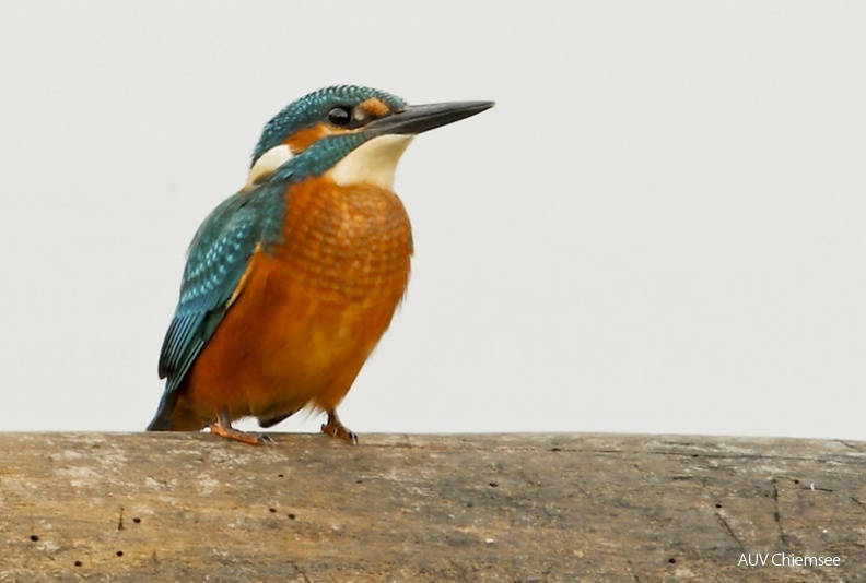 AktNatBeo-160807-mm-Eisvogel_jung_01_Manitz-800.jpg