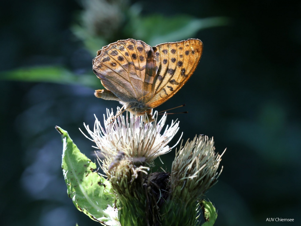 Kaisermantel auf weisser Kohldistel  ...