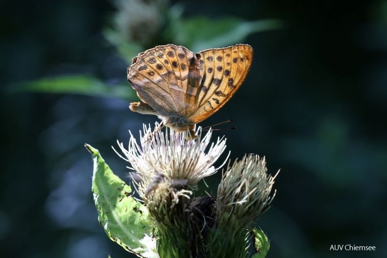 <i>(Argynnis paphia)</i><br />
<a href="http://www.chiemseeagenda.de/thema/72/artikel/fotos-von-der-eggstaett-hemhofer-seenplatte--2
" target="_blank"><u>mit einem <i><b>Mausklick!</b> zur</i> <br />
<font color="#3eaf3e" size="+1">Fotogeschichte</font></u><br /></a>
<br />
Eggstätt-Hemhofer Seenplatte / 8. August 2016<br />
Foto: Hans Wolf AktNatBeo-160808-hw-Kaisermantel__Argynnis_paphia__auf_weisser_Kohl-Distel-IMG_8508.jpg