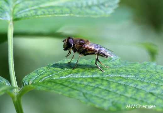Schwebfliege