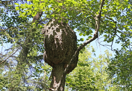 Baumwucherung