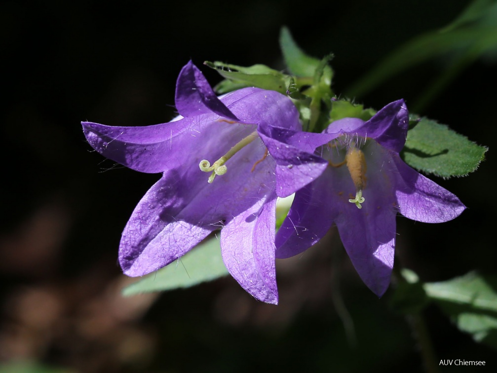 Nesselblättrige Glockenblume