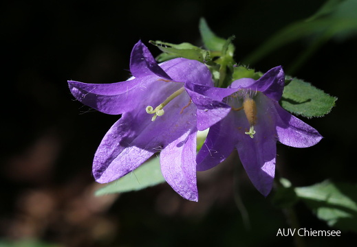 Nesselblättrige Glockenblume