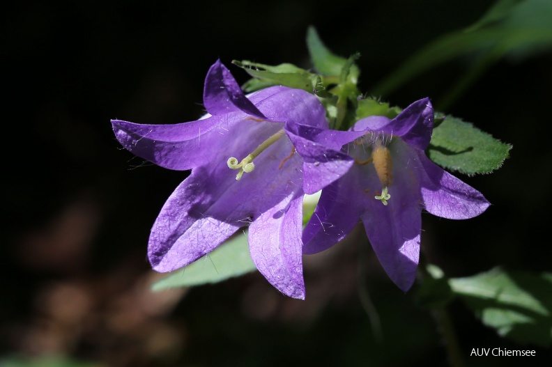 <i>(Campanula trachelium)</i><br />
<a href="http://www.chiemseeagenda.de/thema/72/artikel/fotos-von-der-eggstaett-hemhofer-seenplatte--2
" target="_blank"><u>mit einem <i><b>Mausklick!</b> zur</i> <br />
<font color="#3eaf3e" size="+1">Fotogeschichte</font></u><br /></a>
<br />
Eggstätt-Hemhofer Seenplatte / 8. August 2016<br />
Foto: Hans Wolf AktNatBeo-160808-hw-Nesselblaettrige_Glockenblume__Campanula_trachelium_-IMG_8521.jpg