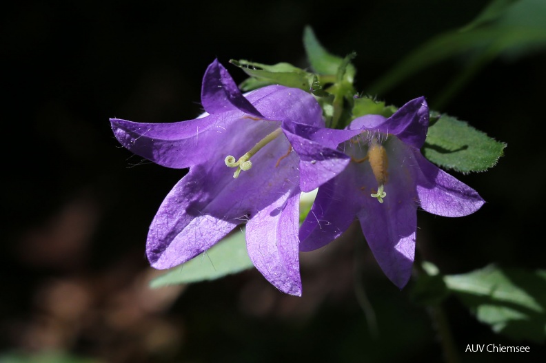 AktNatBeo-160808-hw-Nesselblaettrige_Glockenblume__Campanula_trachelium_-IMG_8521.jpg