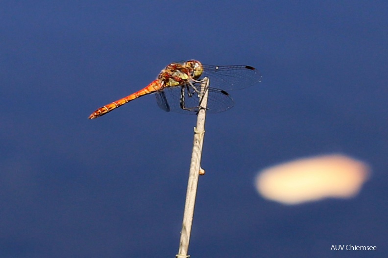 AktNatBeo-160808-hw-Grosse_Heidelibelle__Sympetrum_striolatum_-IMG_8414.jpg