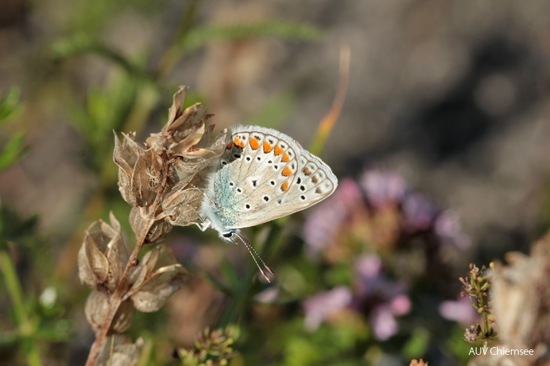 AktNatBeo-160800-dh-Argus-Blaeuling_an_Klappertopf-1200.jpg