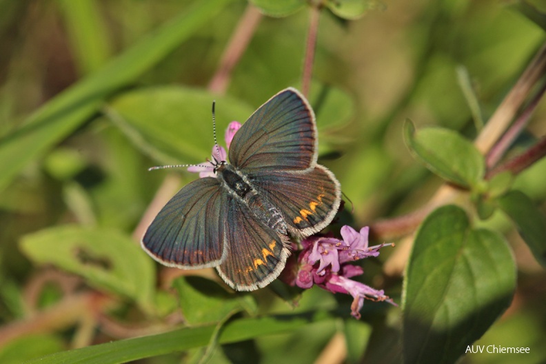 AktNatBeo-160800-dh-Argus-Blaeuling_Weibchen-1200.jpg