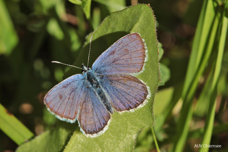 AktNatBeo-160800-dh-Argus-Blaeuling_Maennchen2-1200.jpg