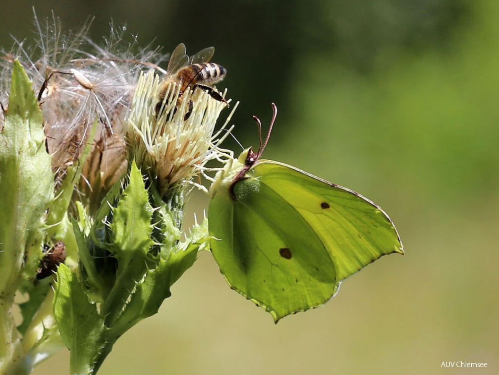 Zitronenfalter auf weißer Kohldistel