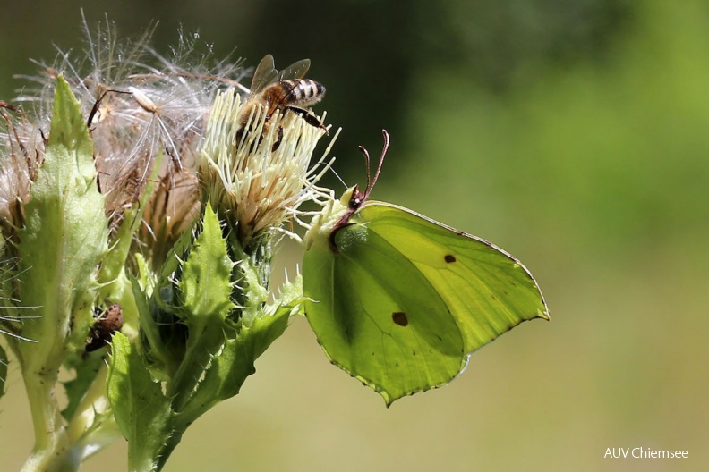 AktNatBeo-160808-hw-Zitronenfalter__Gonepteryx_r_hamni__auf_weisser_Kohl-Distel_IMG_8390.jpg