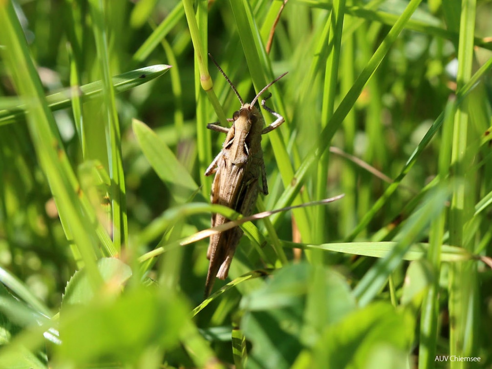 Brauner Grashüpfer