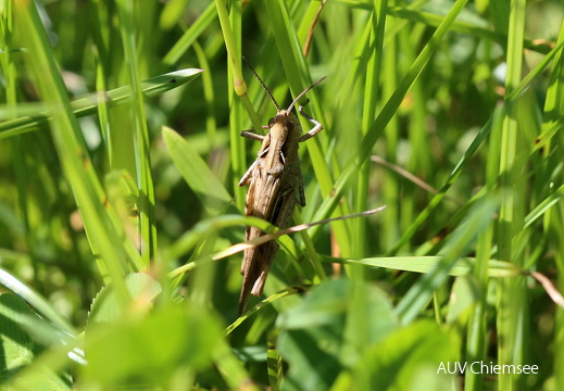 Brauner Grashüpfer