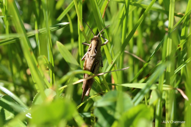 <i>(Chorthippus brunneus)</i><br />
<a href="http://www.chiemseeagenda.de/thema/72/artikel/fotos-von-der-eggstaett-hemhofer-seenplatte--2
" target="_blank"><u>mit einem <i><b>Mausklick!</b> zur</i> <br />
<font color="#3eaf3e" size="+1">Fotogeschichte</font></u><br /></a>
<br />
Eggstätt-Hemhofer Seenplatte / 8. August 2016<br />
Foto: Hans Wolf AktNatBeo-160808-hw-Brauner_Grashuepfer__Chorthippus_brunneus__IMG_8475.jpg