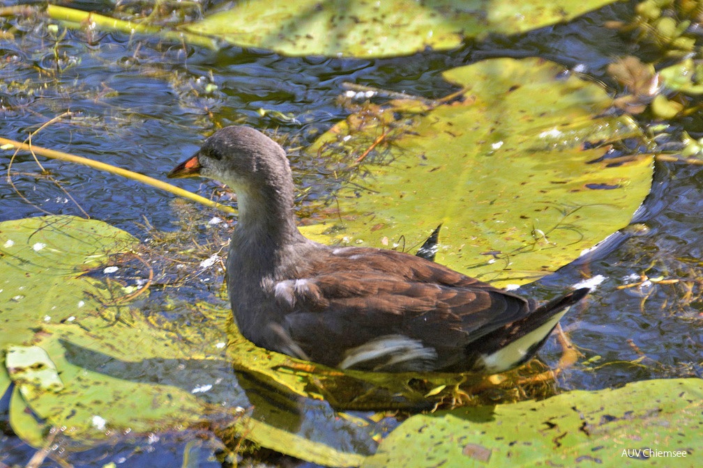 juveniles Teichhuhn