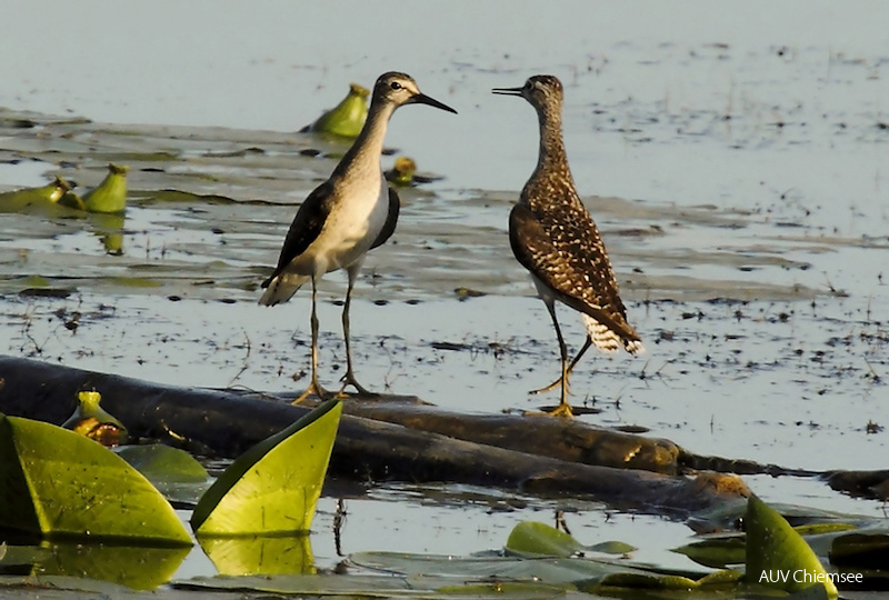 Bruchwasserläufer  ...