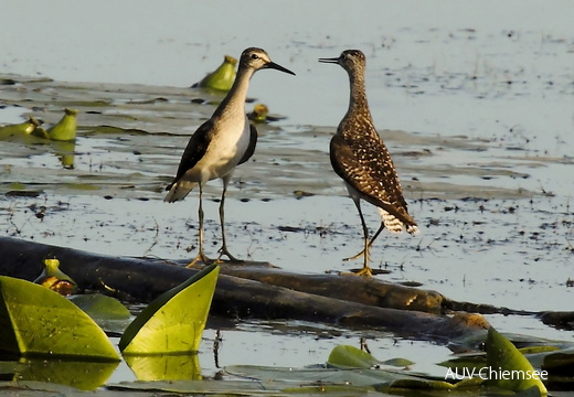 Bruchwasserläufer  ...