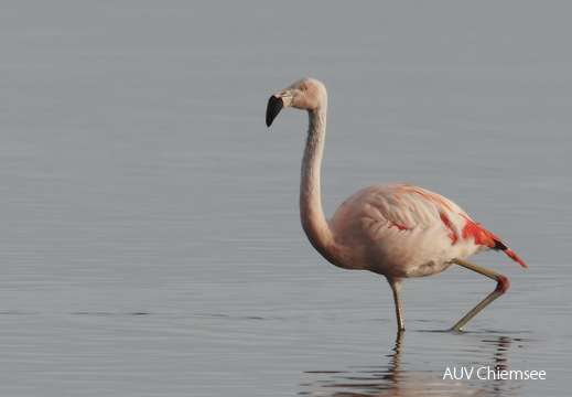 Chileflamingo