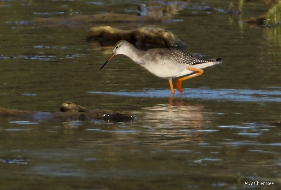 Dunkler Wasserläufer