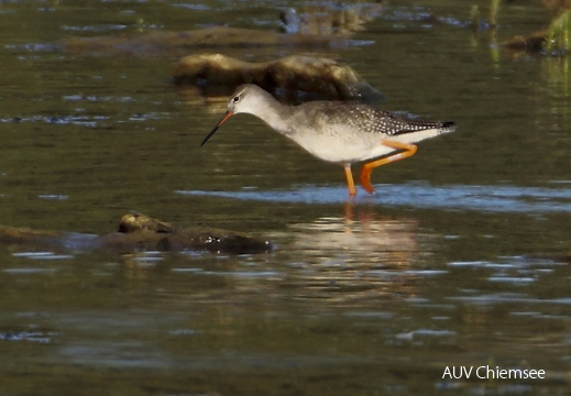 Dunkler Wasserläufer