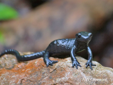 Alpensalamander