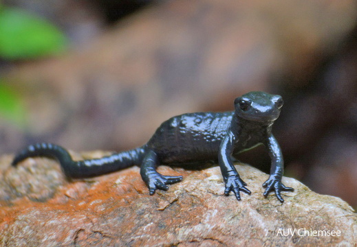 Alpensalamander