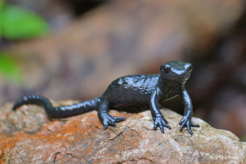 AktNatBeo-160818-ja-Alpensalamander.jpg