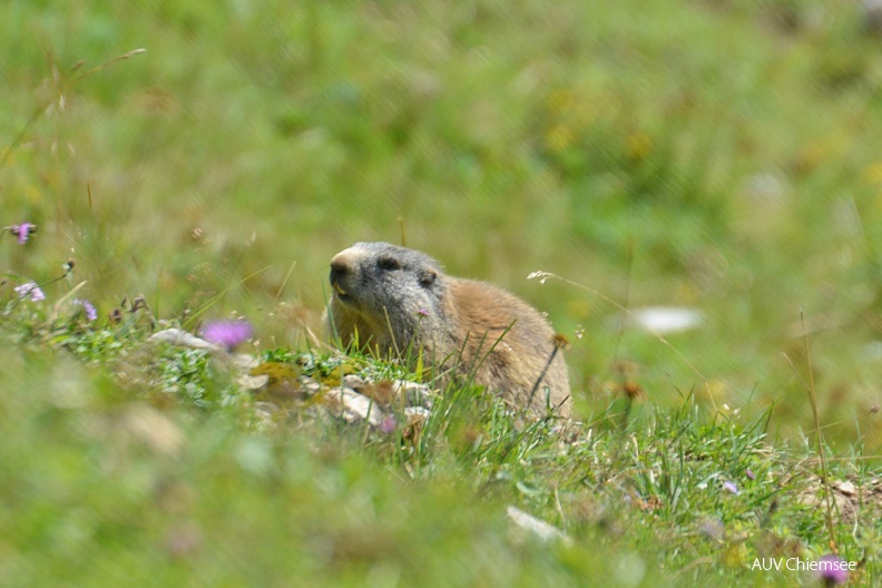 AktNatBeo-160818-ja-Murmeltier.jpg