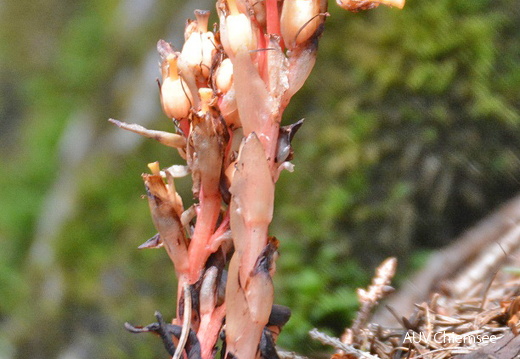 Fichtenspargel