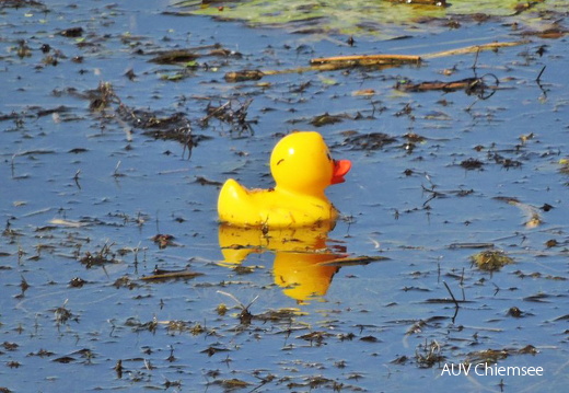 Badeente - stark bedroht