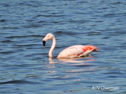 Chileflamingo