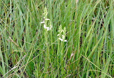 Sommerdrehwurz