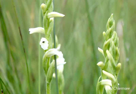 Sommerdrehwurz