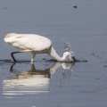 Silberreiher bei der Fischjagd