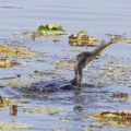 Kormoran erbeutet Hecht