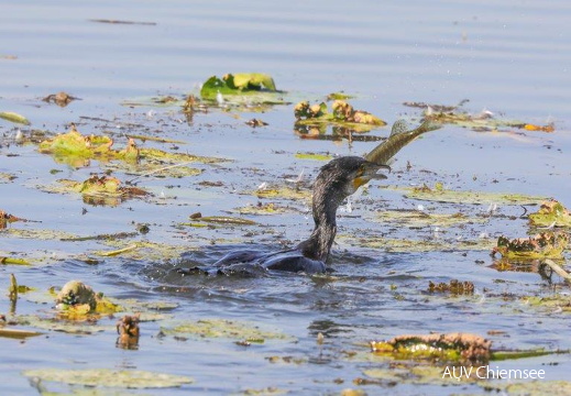 Kormoran erbeutet Hecht