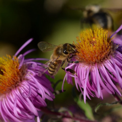 Wildbiene auf Herbstaster