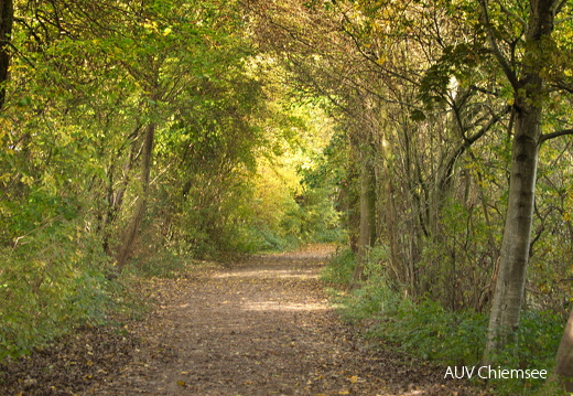 herbstlicher Wanderweg
