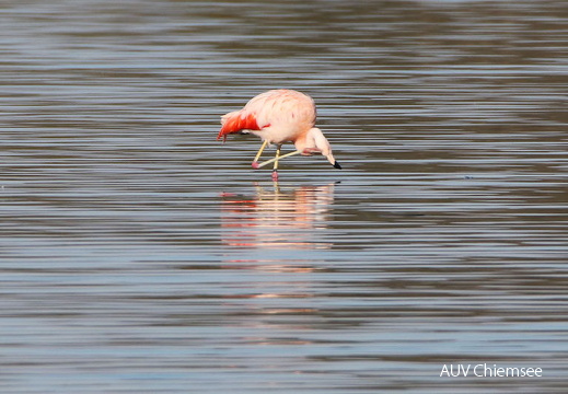 Chile Flamingo