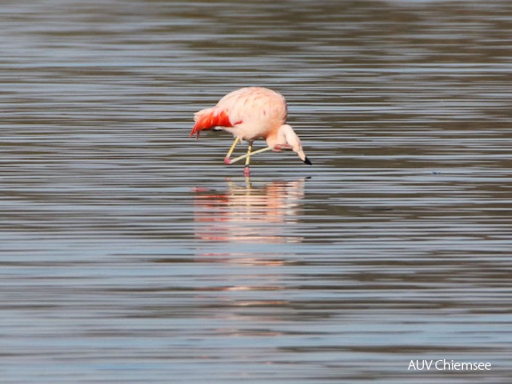 Chile Flamingo