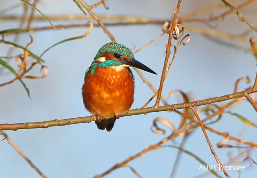 Eisvogel - Männchen