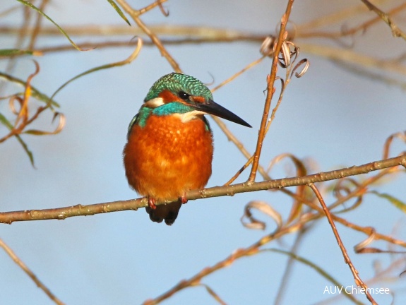 Eisvogel - Männchen