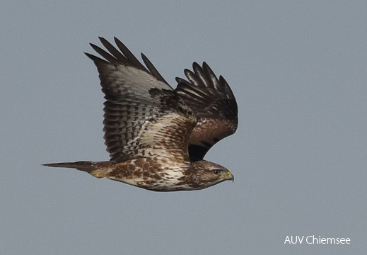Mäusebussard
