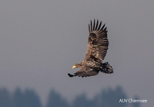 Seeadler  ...
